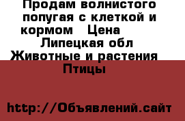 Продам волнистого попугая с клеткой и кормом › Цена ­ 500 - Липецкая обл. Животные и растения » Птицы   